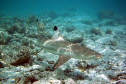 Black Tip Reef Shark. Taken whilst snorkeling in Maldives... by Grant Kennedy 